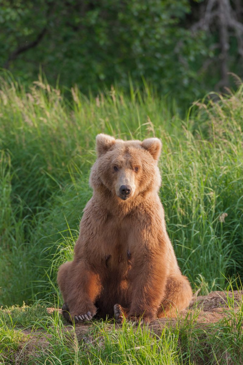 Alaska Photo Brown Bear Tours