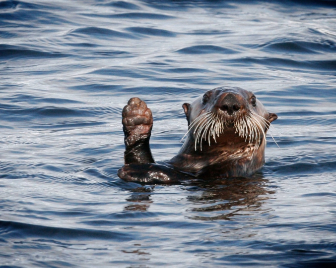 Sea Otters In AK