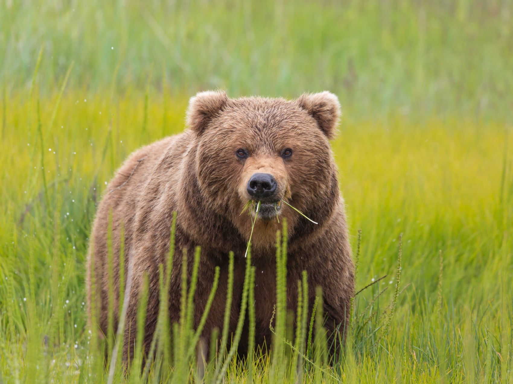 Discovery Voyages - Alaska's Small-Ship Cruise Experts