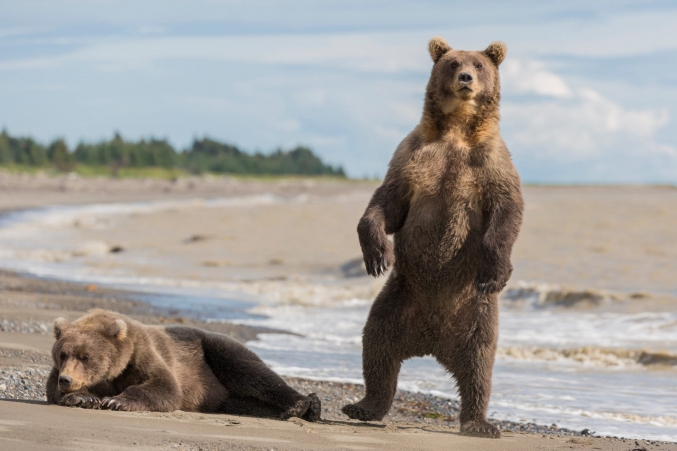 Brown Bear In Alaska