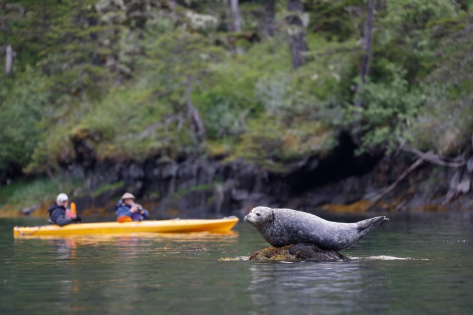 Kayaking With Seals