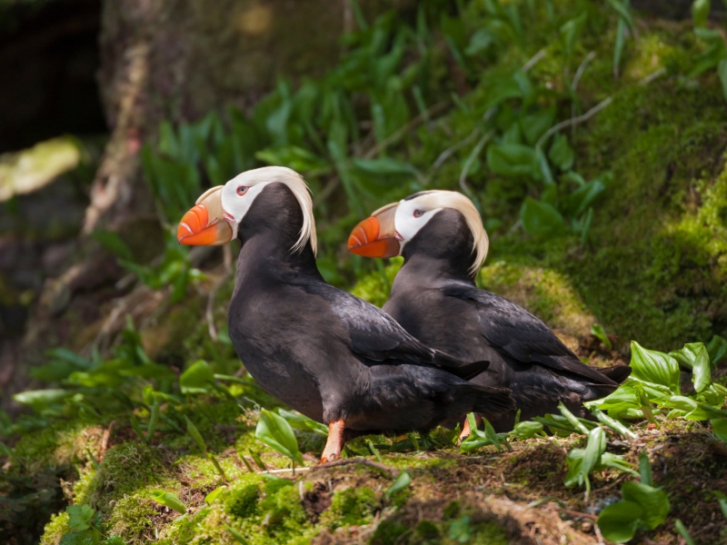 Puffin Photography Tours