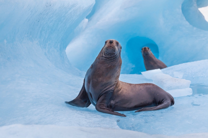 AK Seal Photo Tours