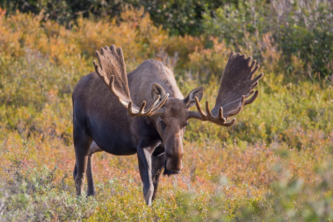 Alaska Moose