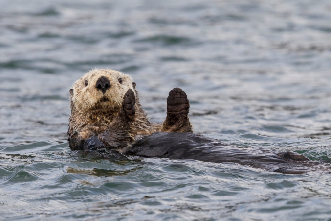 Alaska Otter Floating